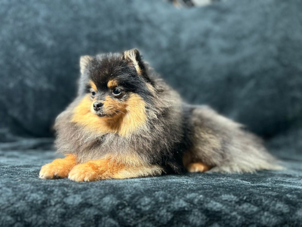 Skylee fiona chudomir