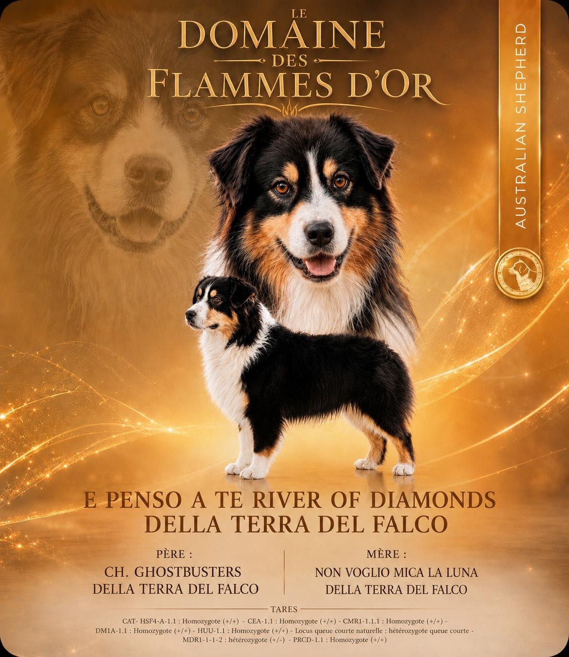 Magnifique berger australien disponible pour saillie