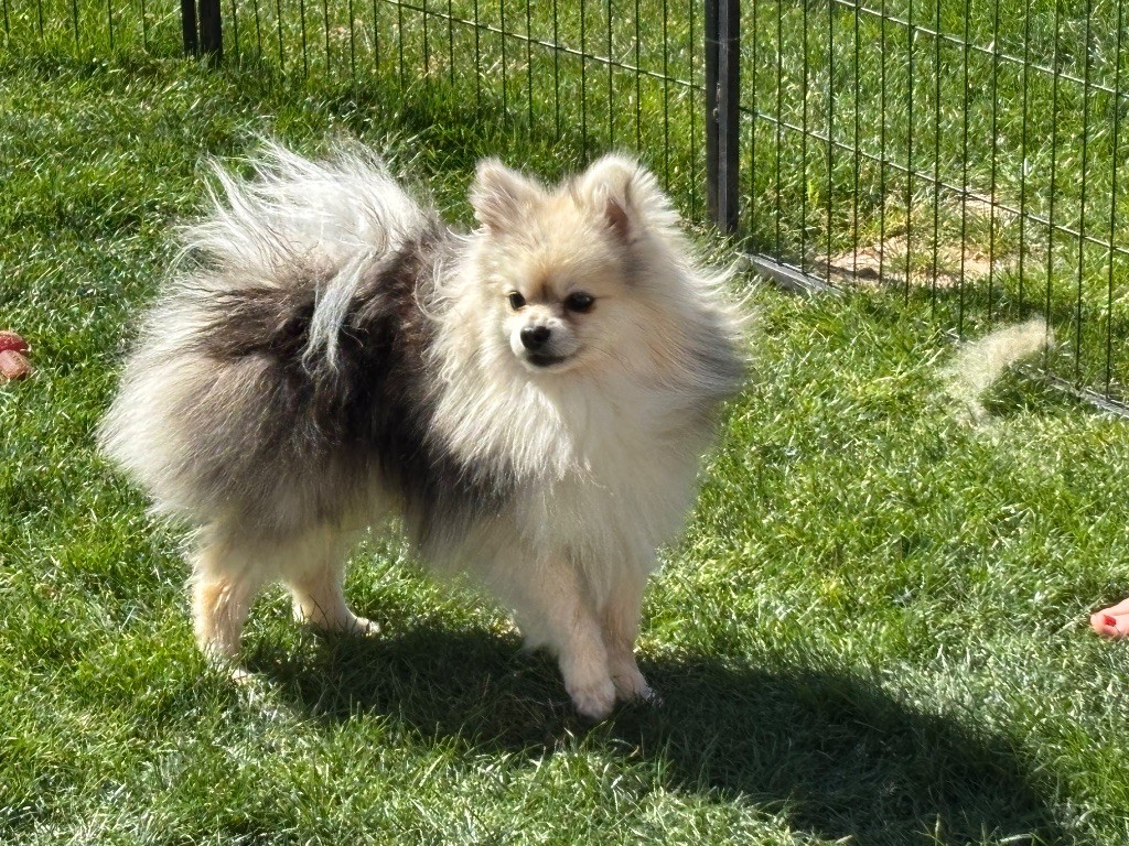 Des chiots  bleus merles attendus 