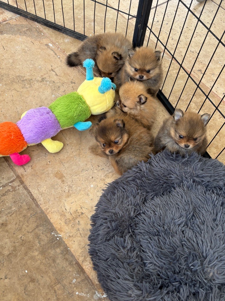 Chiots spitzs nains disponibles 