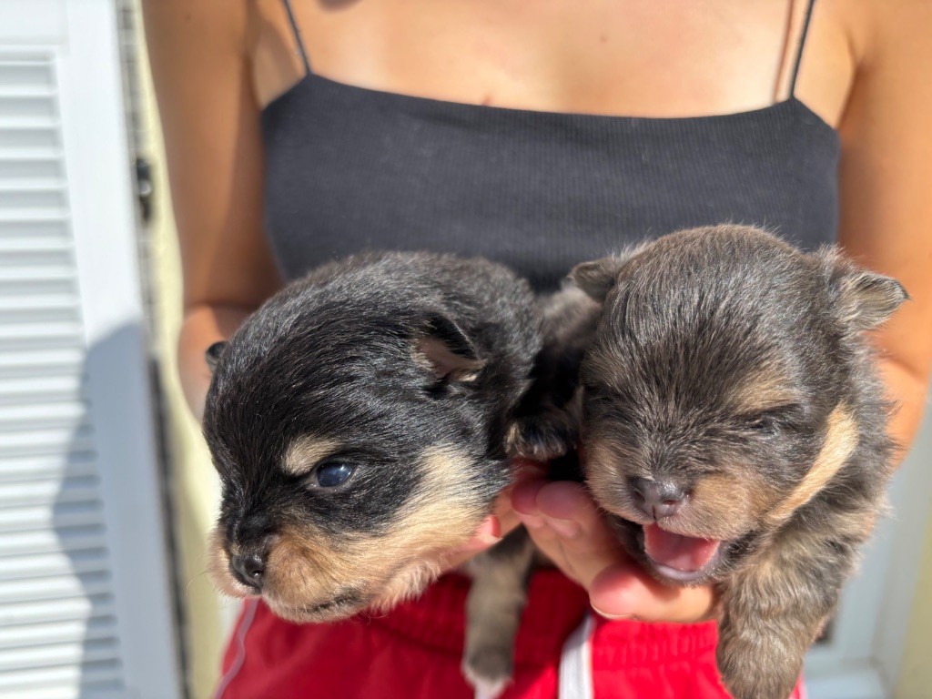 Magnifique portée de spitzs 1 femelle Lila 1 mâle black tan disp
