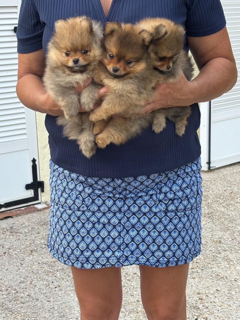 Chiot spitz nain disponible 