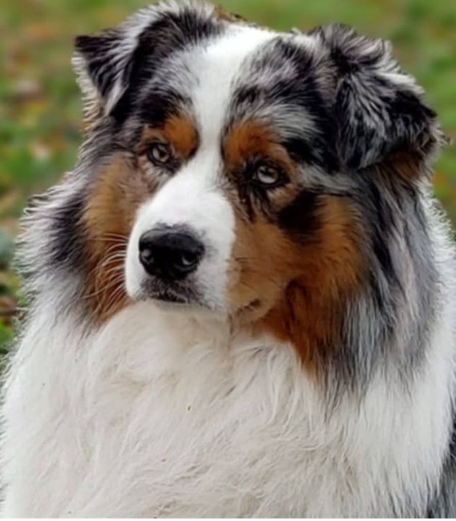 Magnifiques chiots bergers australiens naissance en juillet