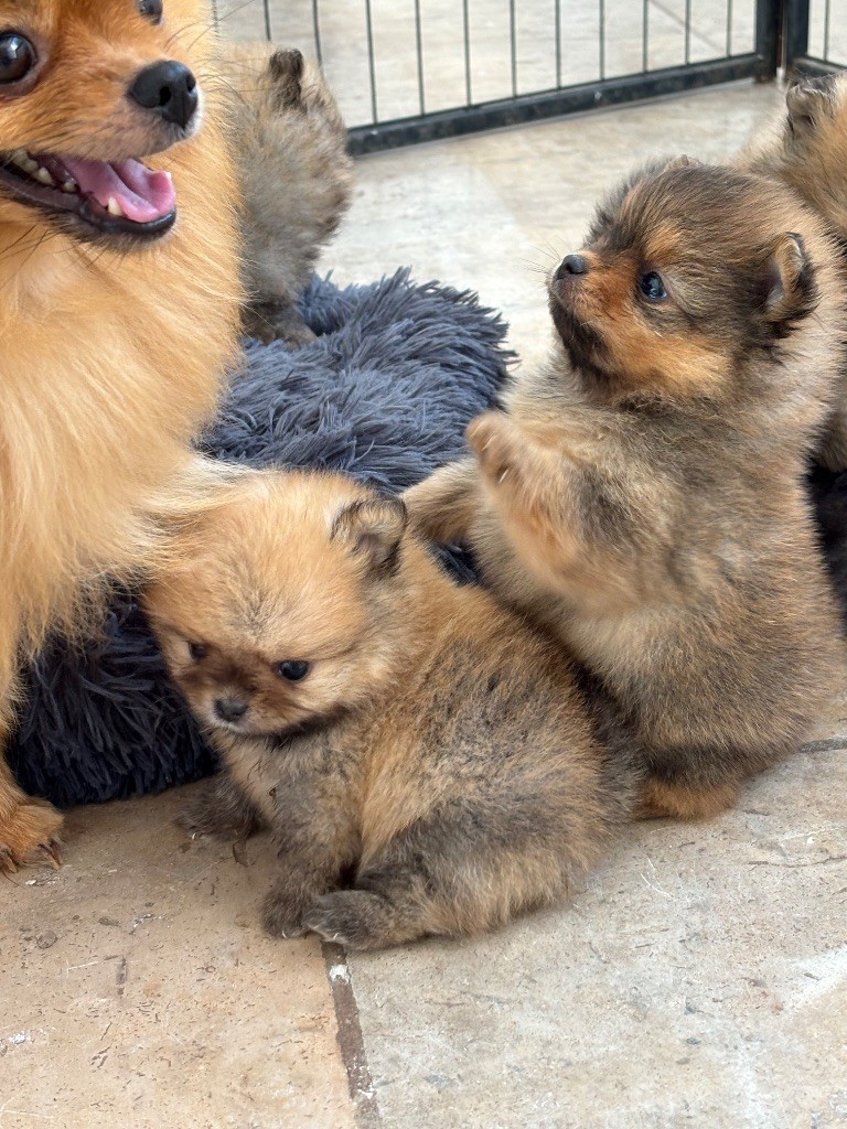 Du Domaine Des Flammes D'Or - Magnifiques chiots disponibles 