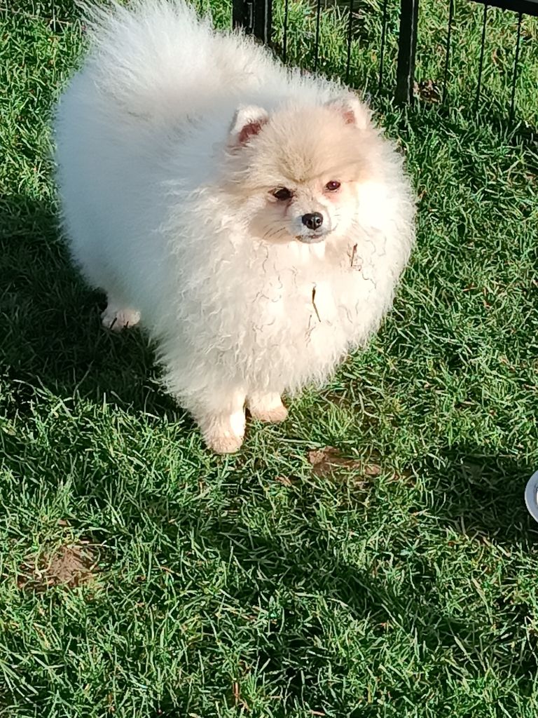 Magnifique Portée de Timmy et Yumi (Kalifornia)