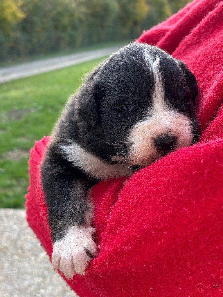 Du Domaine Des Flammes D'Or - Chiots disponibles - Berger Australien