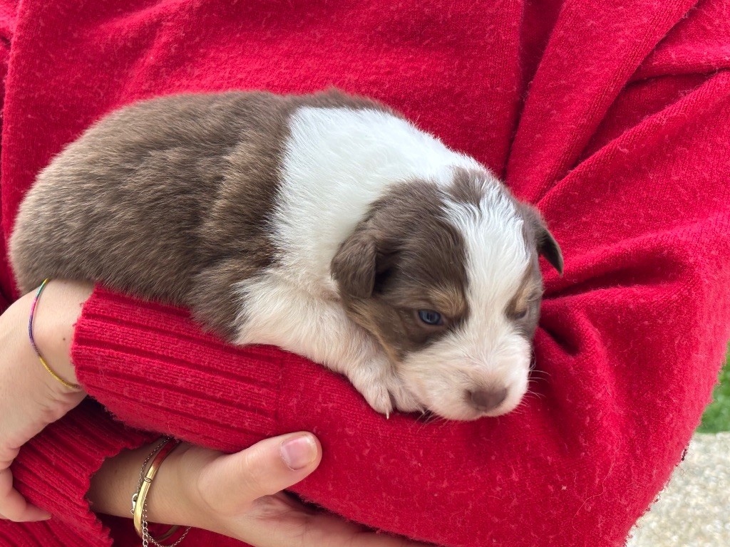 Du Domaine Des Flammes D'Or - Chiots disponibles - Berger Australien