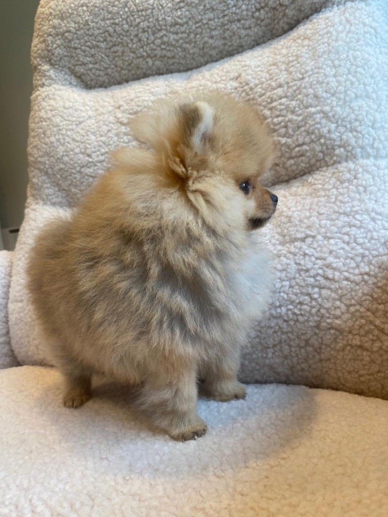 Du Domaine Des Flammes D'Or - Chiots disponibles - Spitz allemand