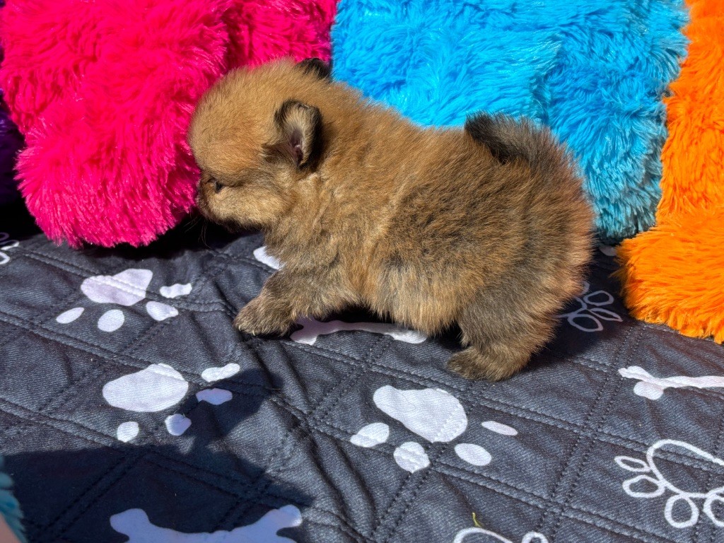 Du Domaine Des Flammes D'Or - Chiots disponibles - Spitz allemand