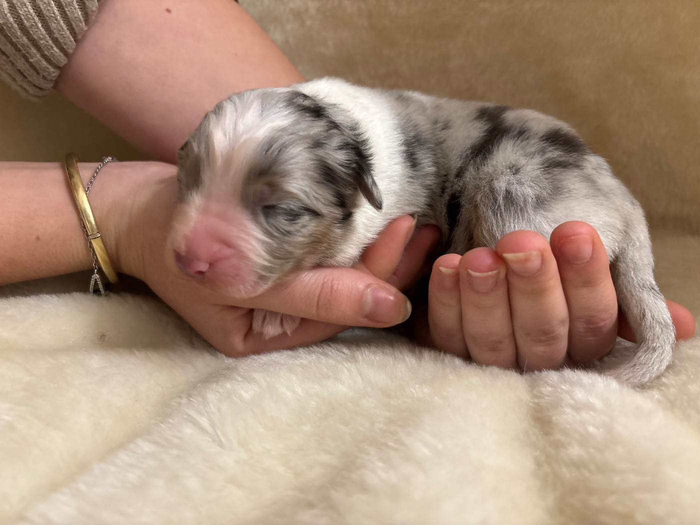 Du Domaine Des Flammes D'Or - Chiots disponibles - Berger Australien