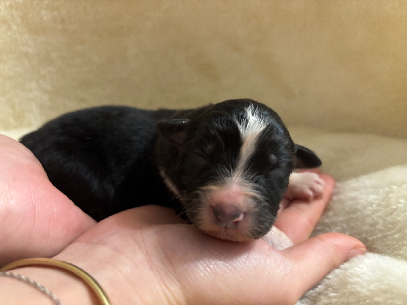 Du Domaine Des Flammes D'Or - Chiots disponibles - Berger Australien