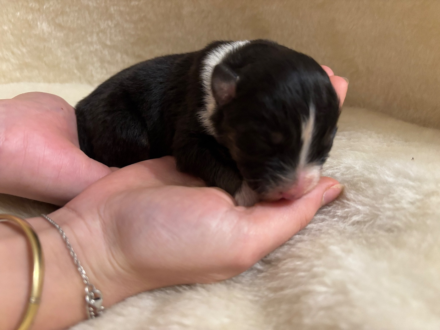 Du Domaine Des Flammes D'Or - Chiots disponibles - Berger Australien