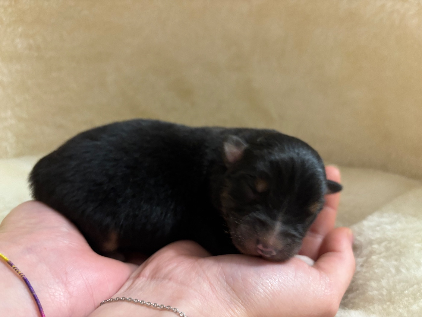 Du Domaine Des Flammes D'Or - Chiots disponibles - Berger Australien