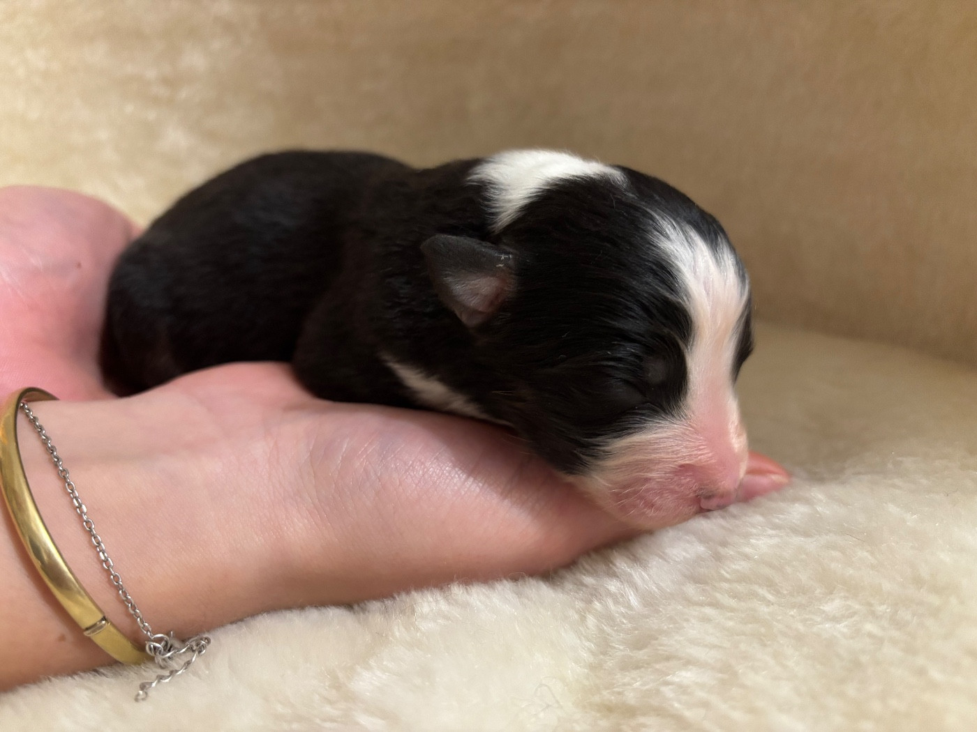 Du Domaine Des Flammes D'Or - Chiots disponibles - Berger Australien