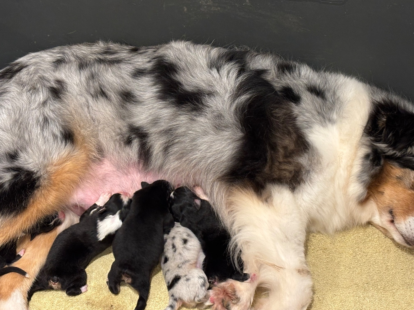 Chiot Berger Australien Du Domaine Des Flammes D'Or