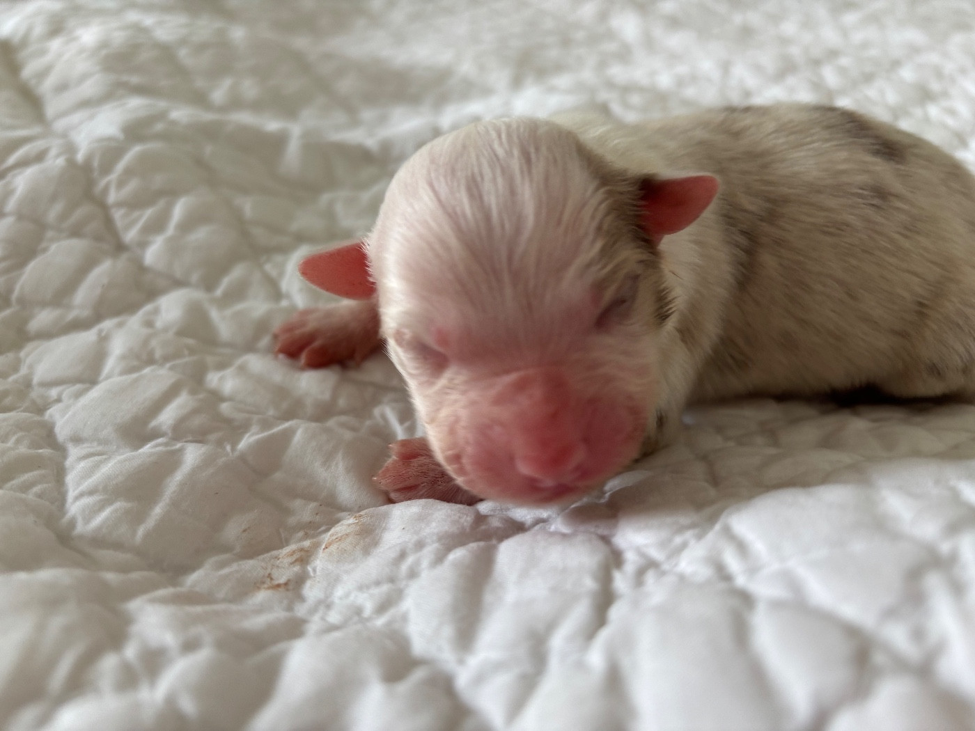 Du Domaine Des Flammes D'Or - Chiots disponibles - Berger Australien