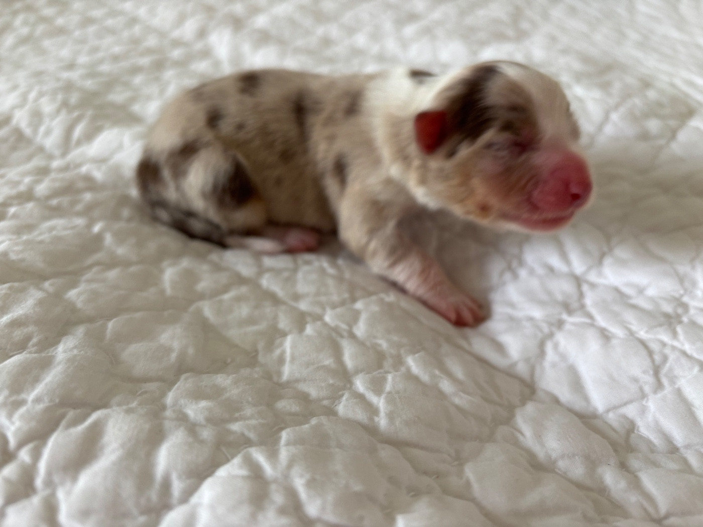 Du Domaine Des Flammes D'Or - Chiots disponibles - Berger Australien