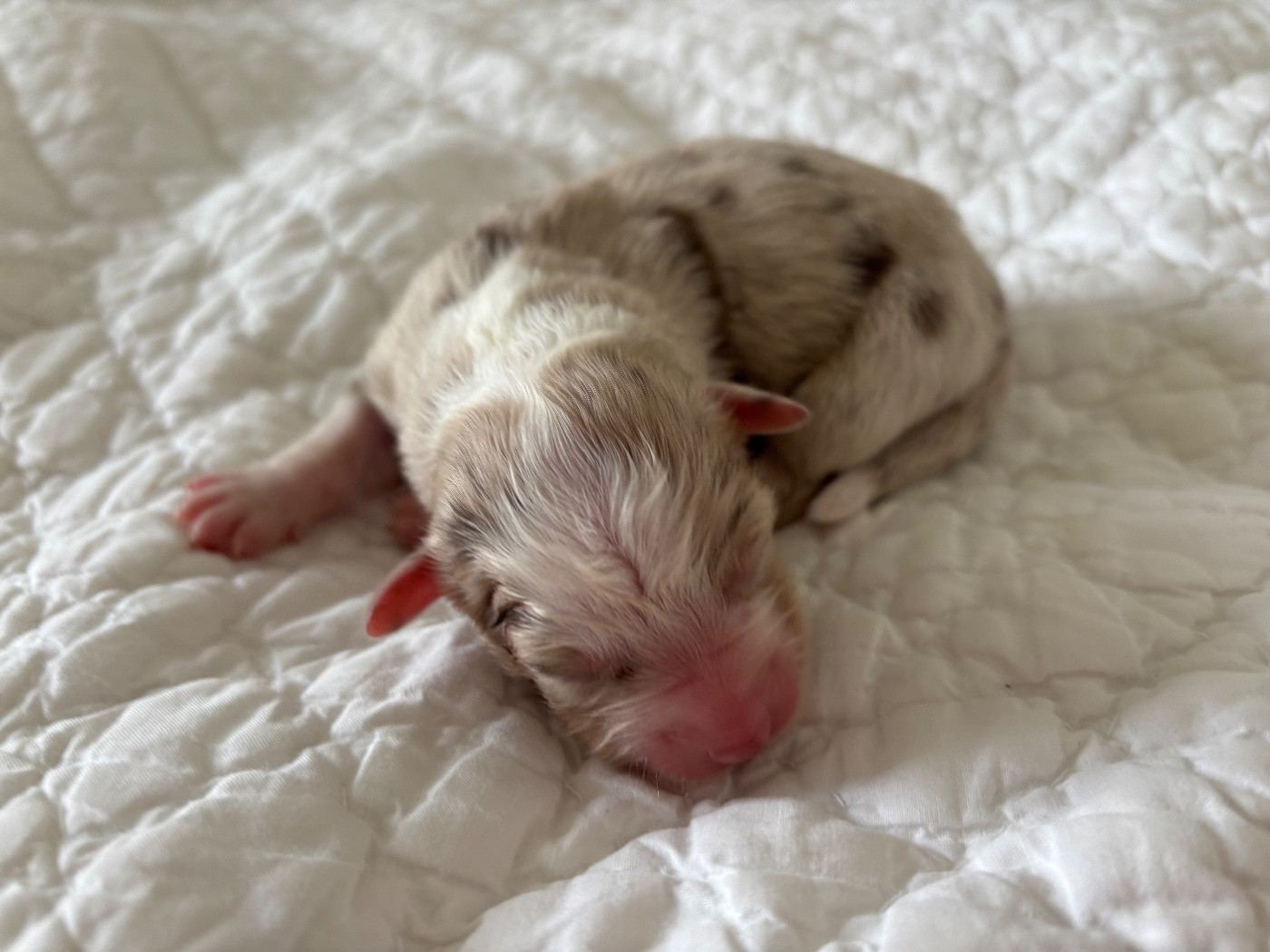 Du Domaine Des Flammes D'Or - Chiots disponibles - Berger Australien