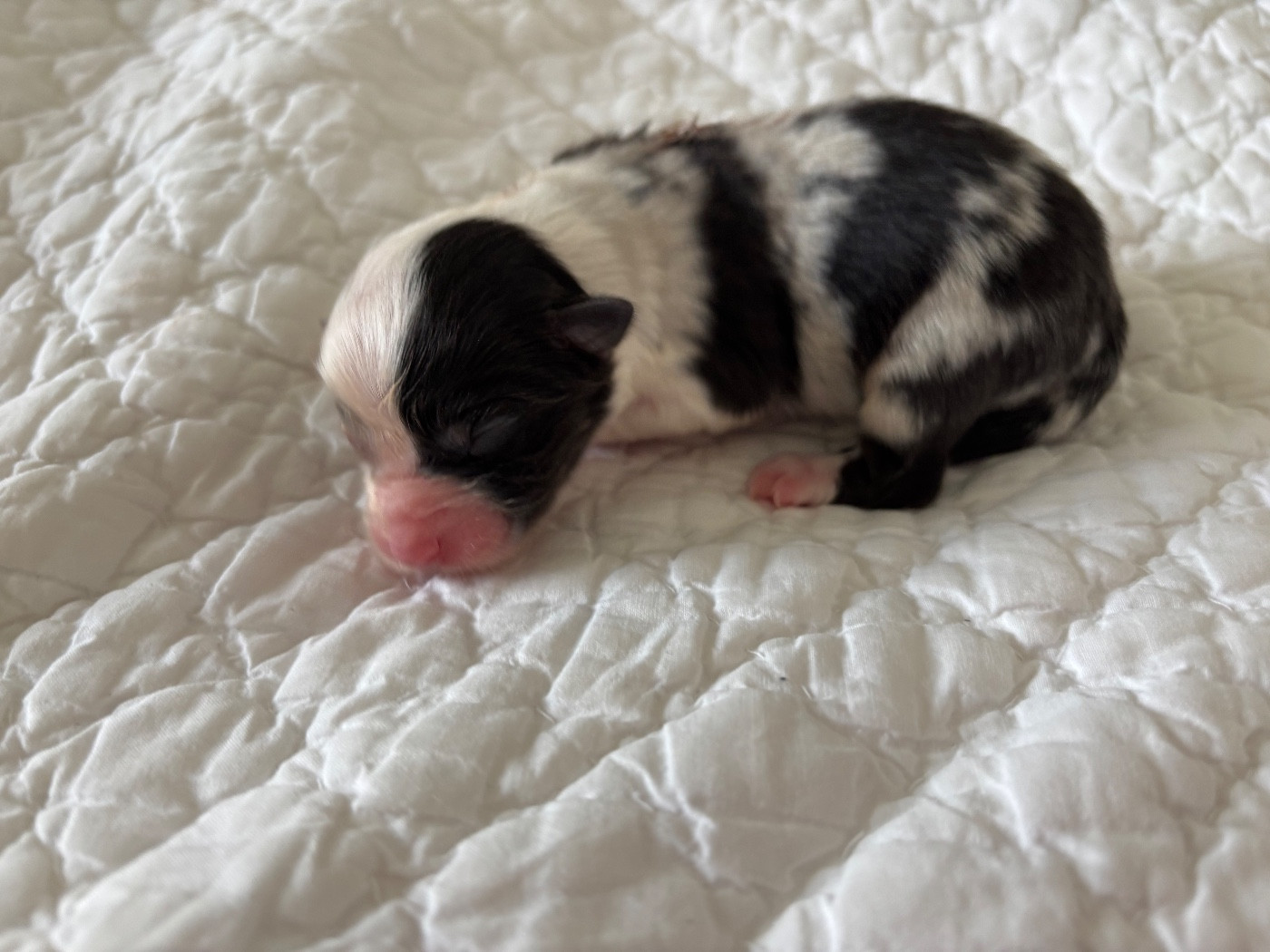 Du Domaine Des Flammes D'Or - Chiots disponibles - Berger Australien