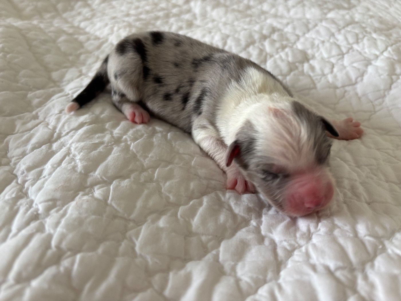 Du Domaine Des Flammes D'Or - Chiots disponibles - Berger Australien