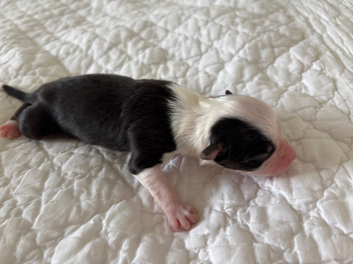 Du Domaine Des Flammes D'Or - Chiots disponibles - Berger Australien