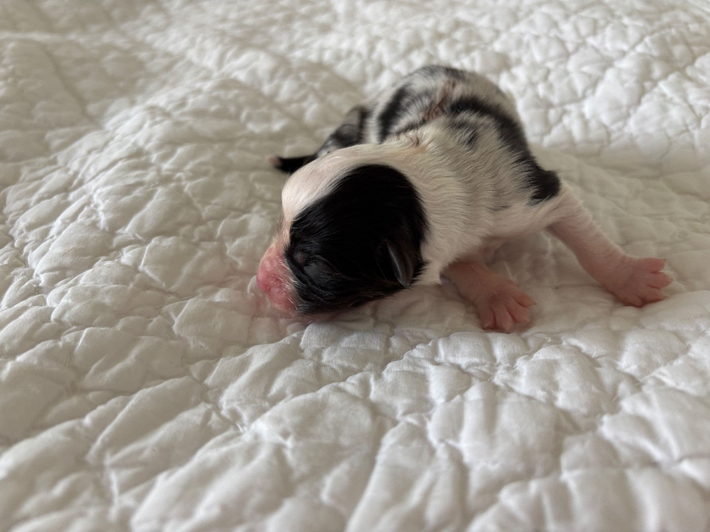 Du Domaine Des Flammes D'Or - Chiots disponibles - Berger Australien