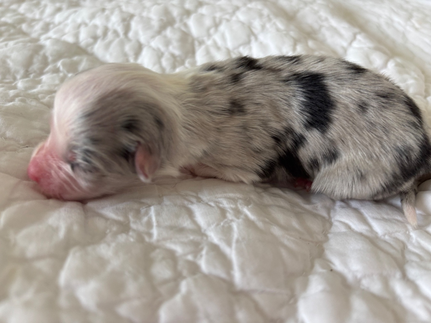 Du Domaine Des Flammes D'Or - Chiots disponibles - Berger Australien