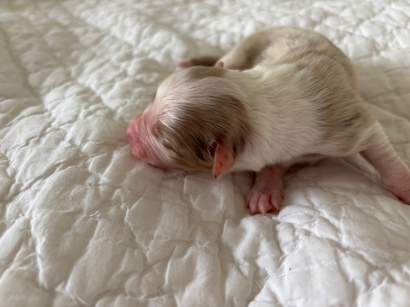 Du Domaine Des Flammes D'Or - Chiots disponibles - Berger Australien