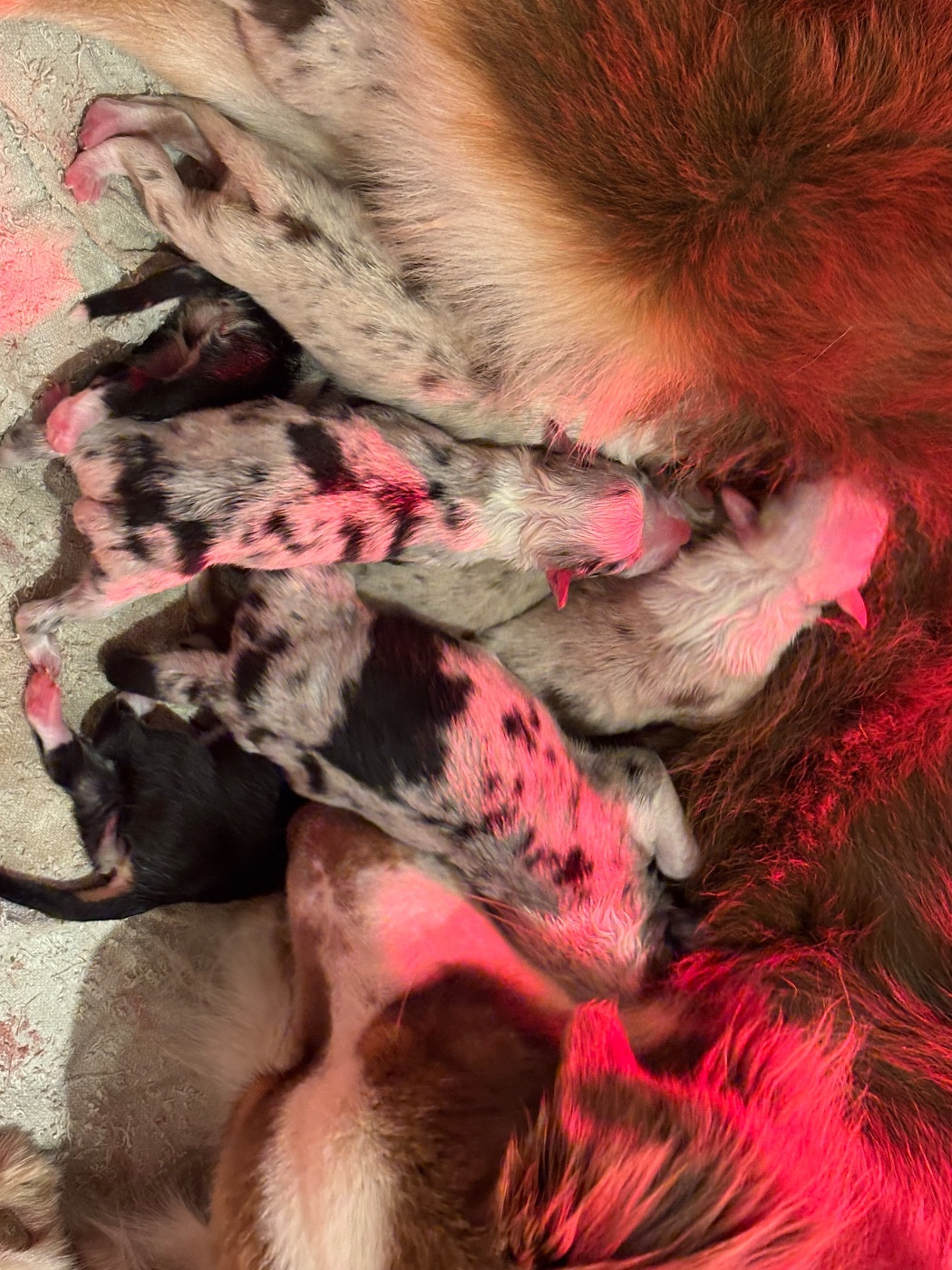 Du Domaine Des Flammes D'Or - Berger Australien - Portée née le 14/12/2025