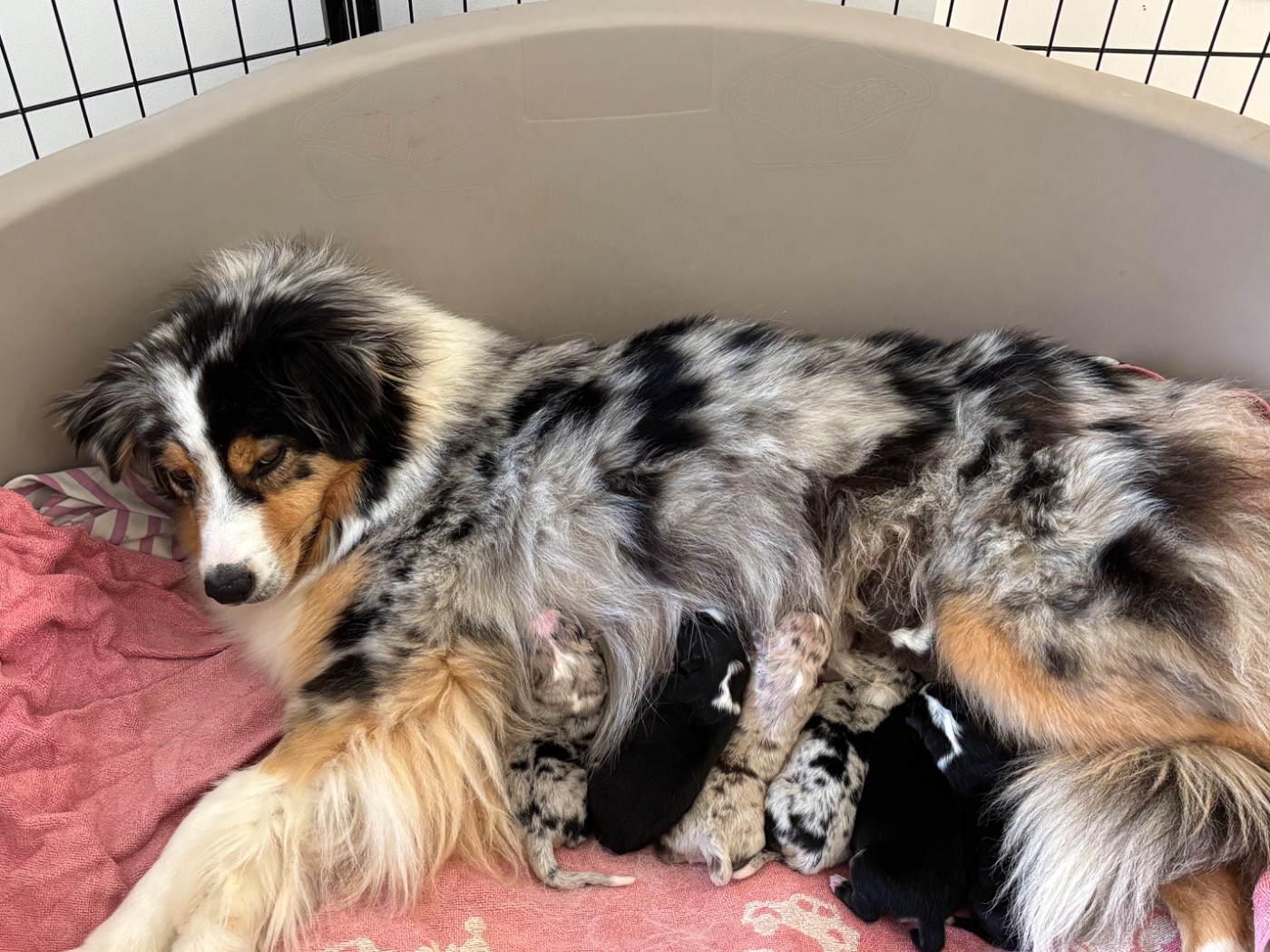 Chiot Berger Australien Du Domaine Des Flammes D'Or