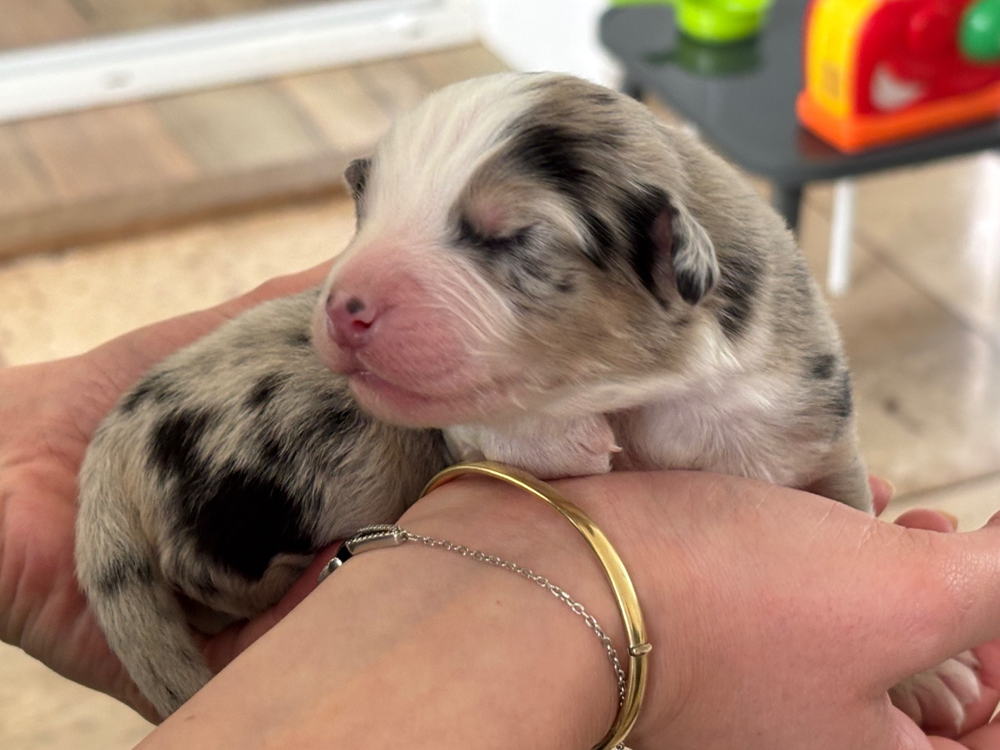 Du Domaine Des Flammes D'Or - Chiots disponibles - Berger Australien