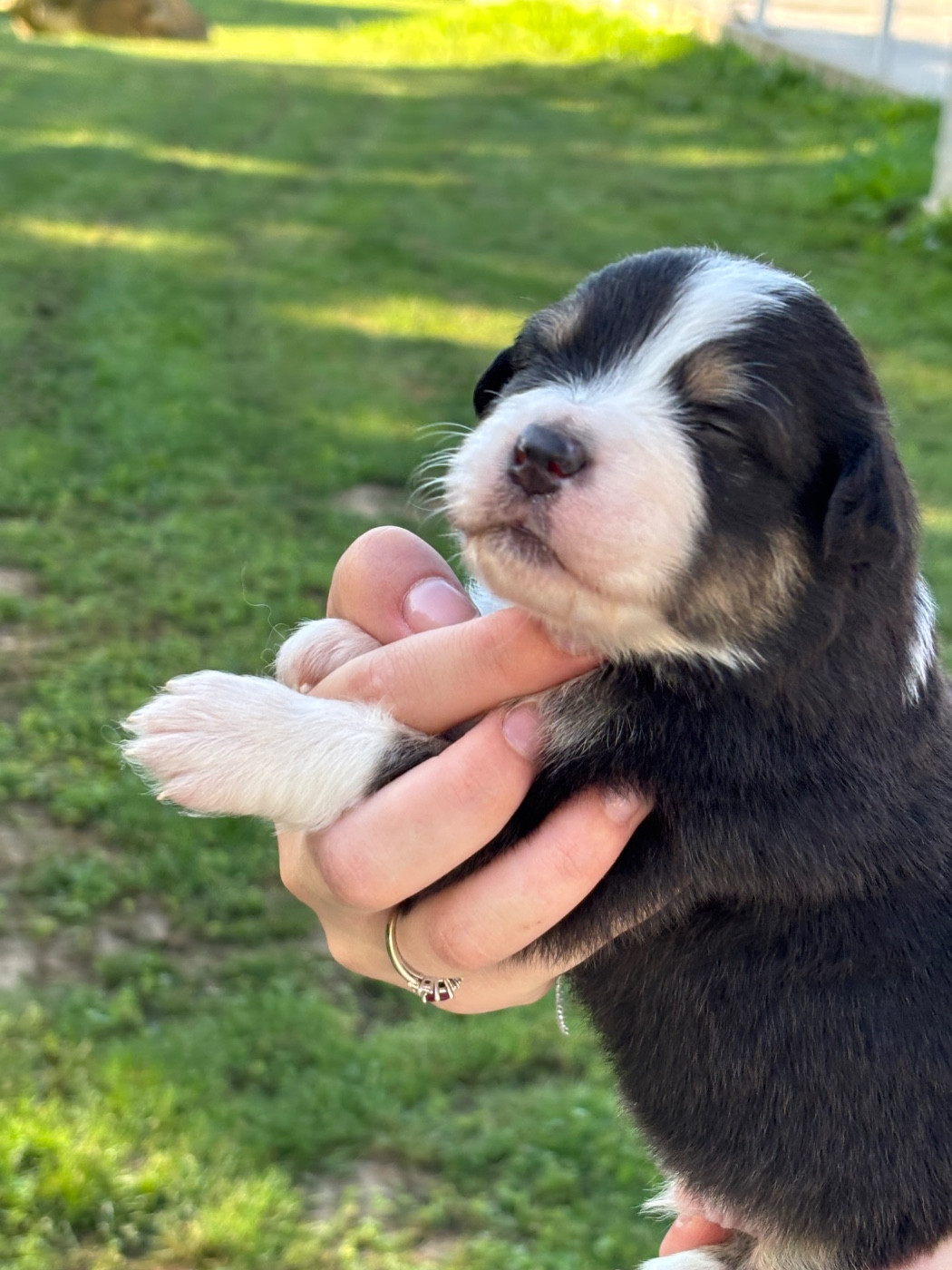 Du Domaine Des Flammes D'Or - Chiots disponibles - Berger Australien