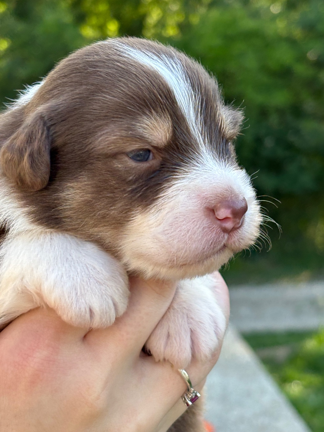 Du Domaine Des Flammes D'Or - Chiots disponibles - Berger Australien