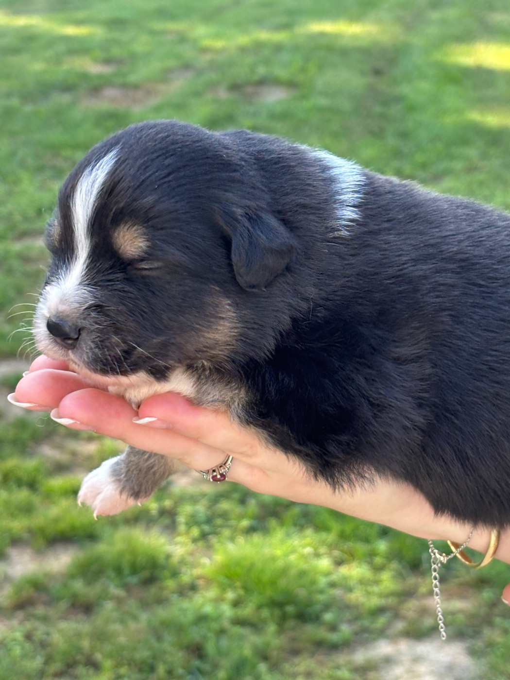 Du Domaine Des Flammes D'Or - Chiots disponibles - Berger Australien