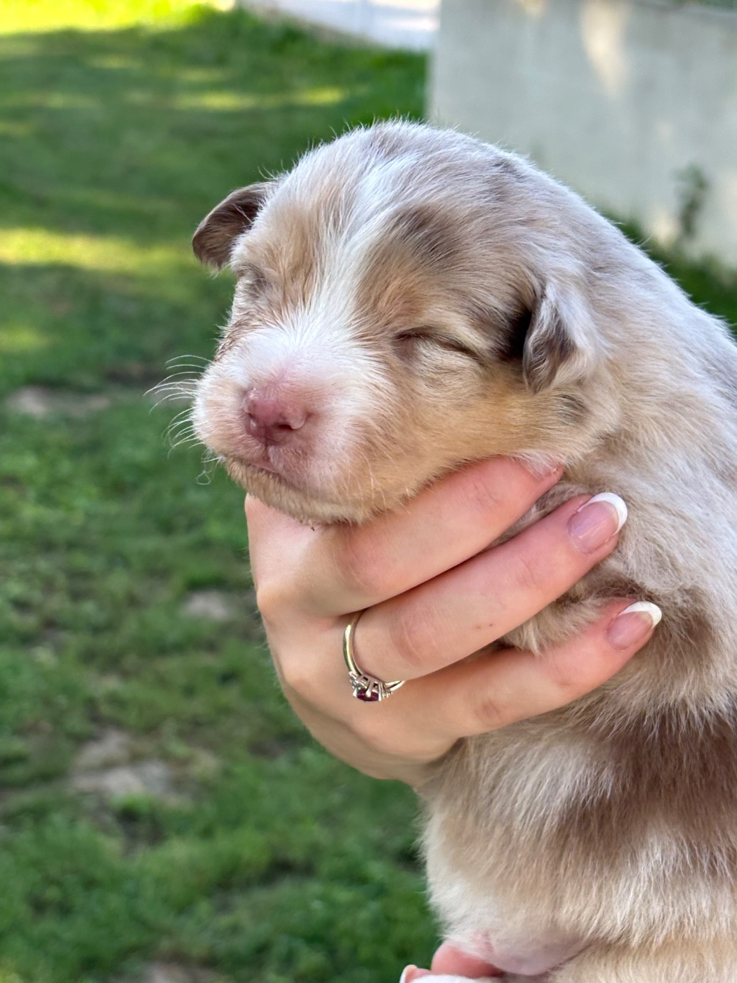Du Domaine Des Flammes D'Or - Chiots disponibles - Berger Australien