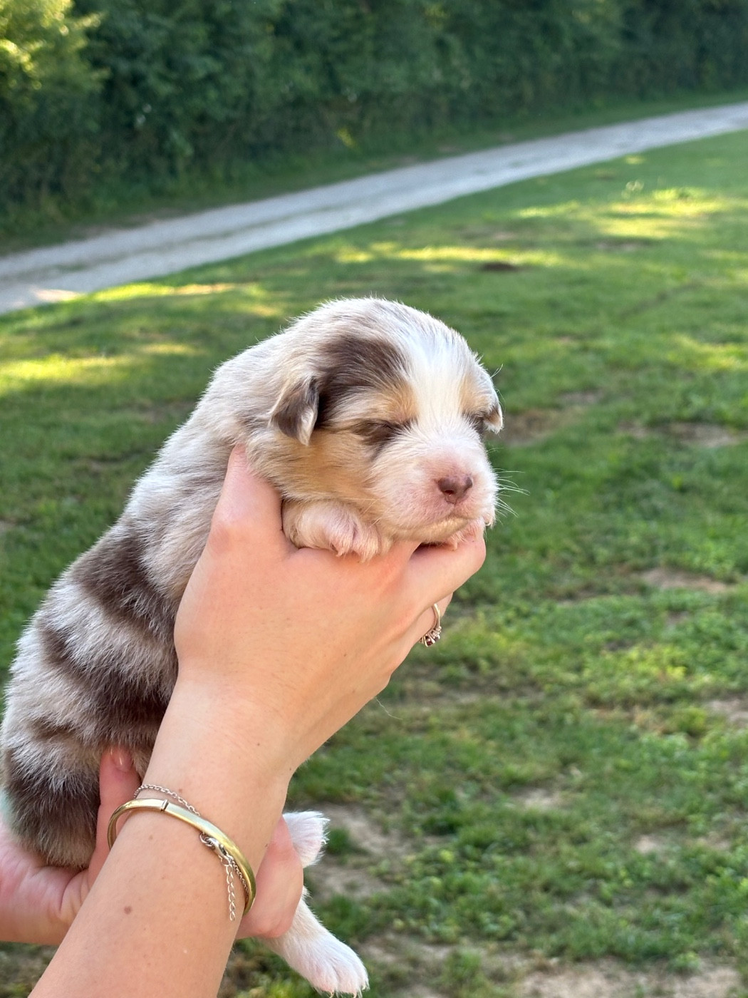 Du Domaine Des Flammes D'Or - Chiots disponibles - Berger Australien