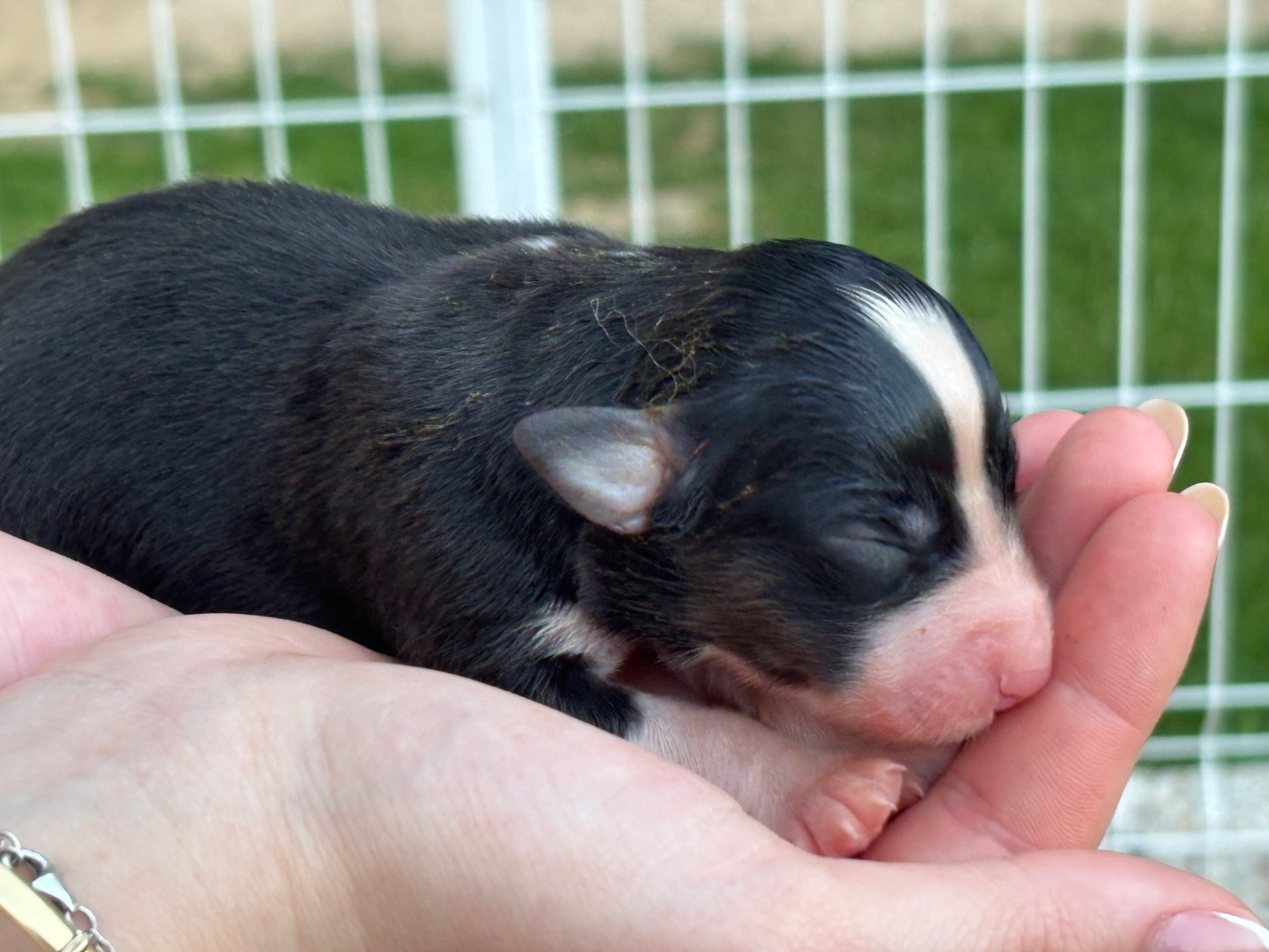 Du Domaine Des Flammes D'Or - Chiots disponibles - Berger Australien
