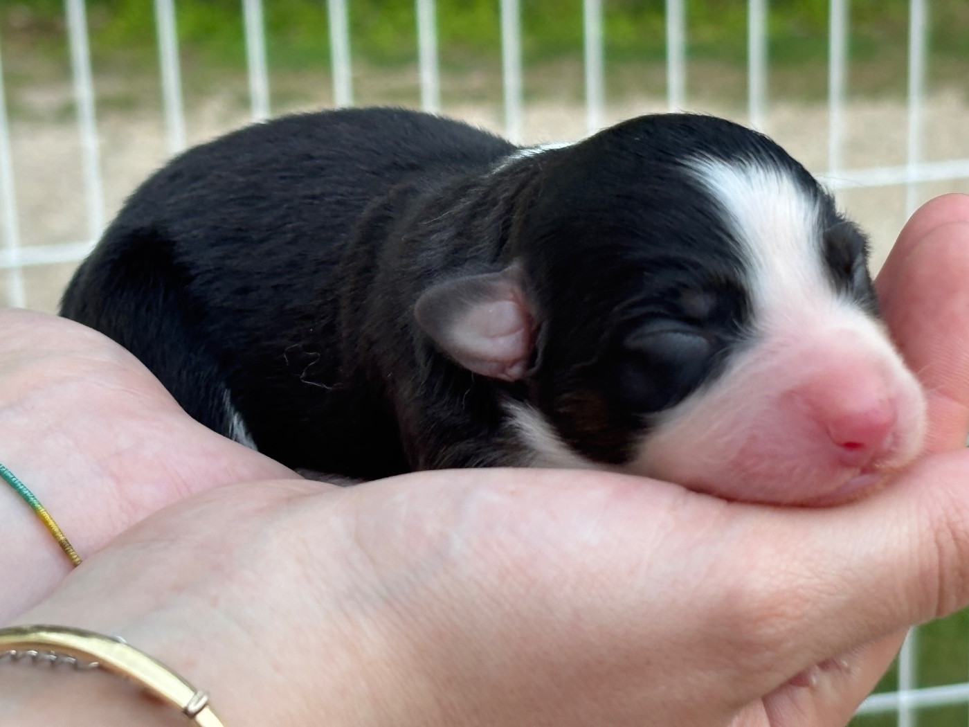 Du Domaine Des Flammes D'Or - Chiots disponibles - Berger Australien