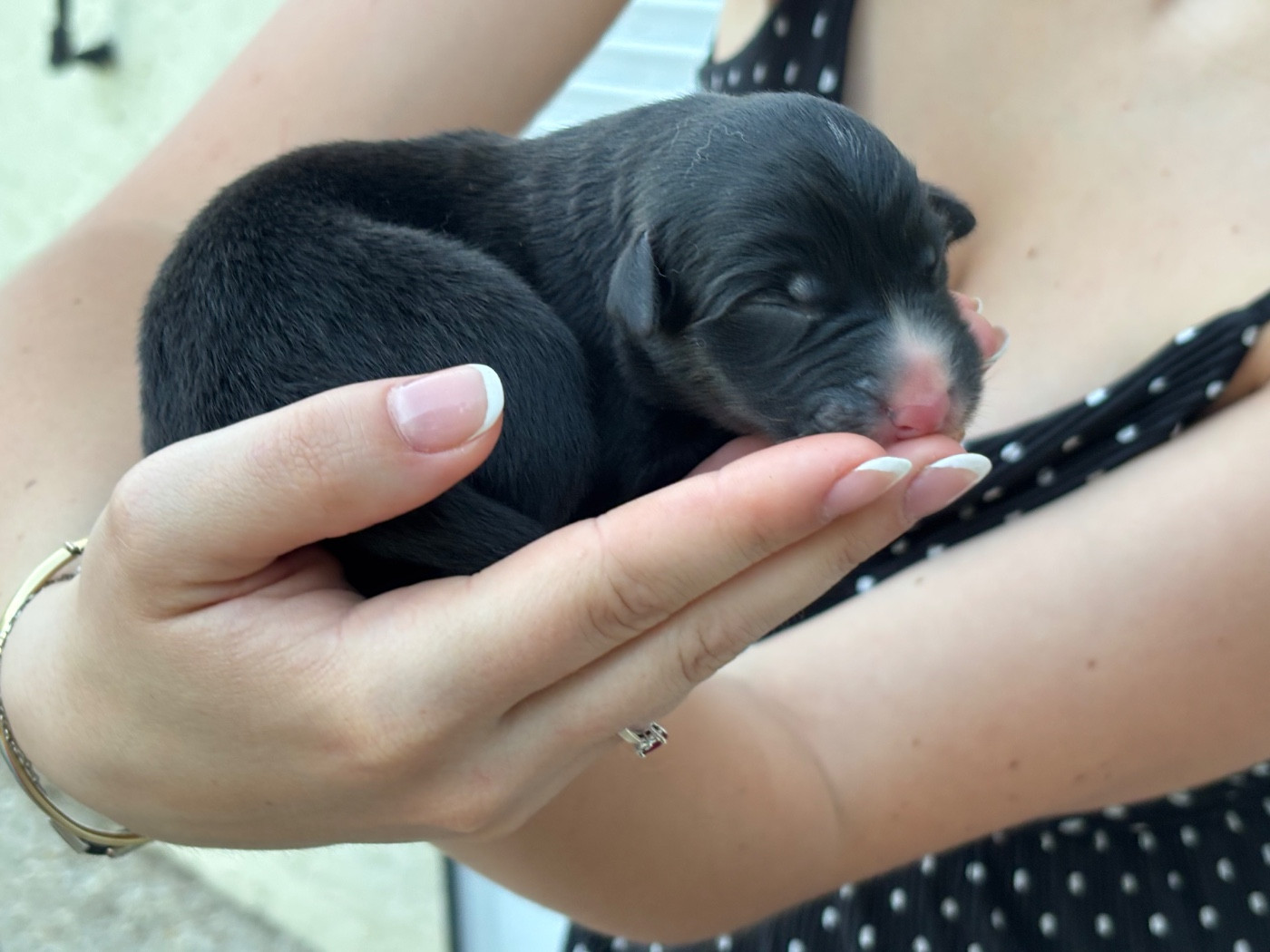 Du Domaine Des Flammes D'Or - Chiots disponibles - Berger Australien