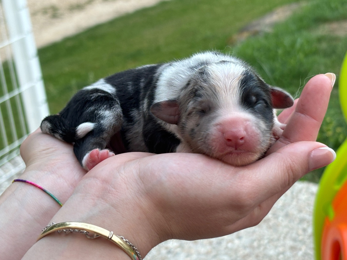 Du Domaine Des Flammes D'Or - Chiots disponibles - Berger Australien