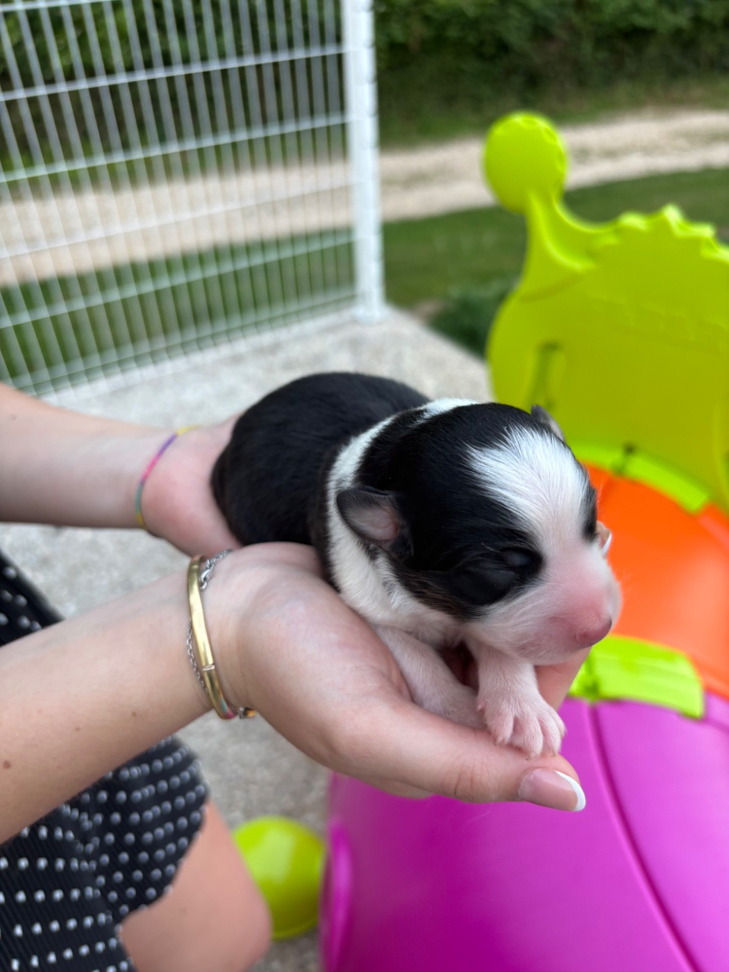 Du Domaine Des Flammes D'Or - Chiots disponibles - Berger Australien