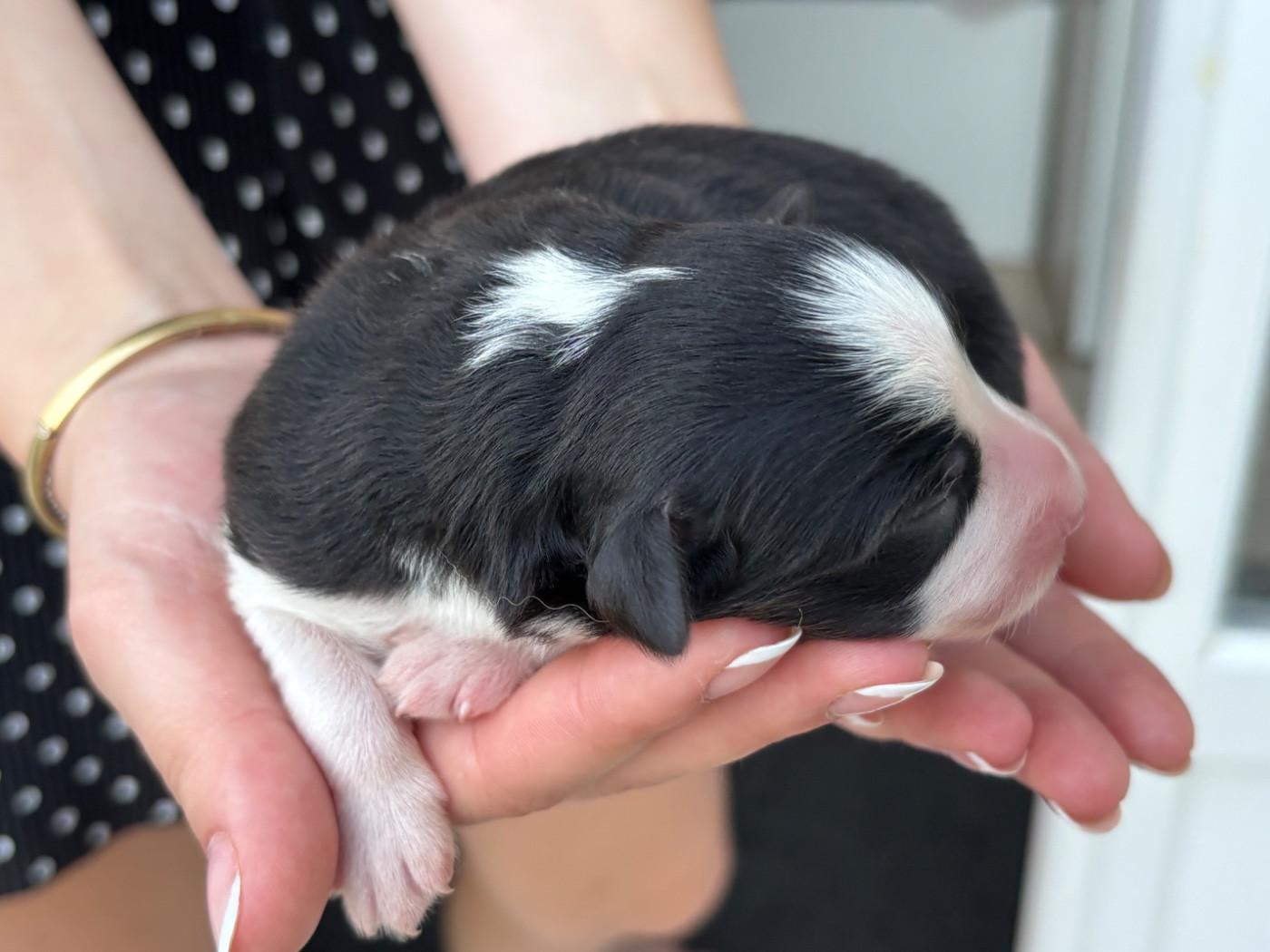 Du Domaine Des Flammes D'Or - Chiots disponibles - Berger Australien