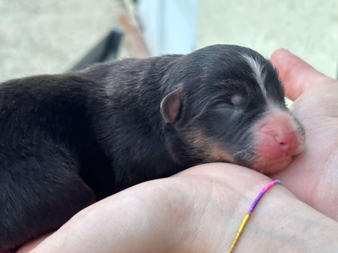 Du Domaine Des Flammes D'Or - Chiots disponibles - Berger Australien