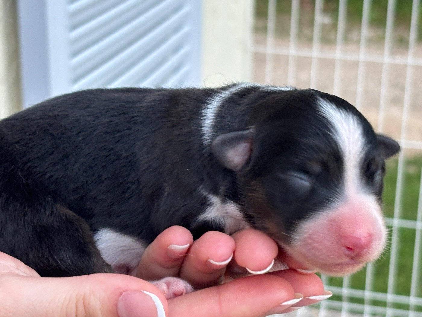 Du Domaine Des Flammes D'Or - Chiots disponibles - Berger Australien