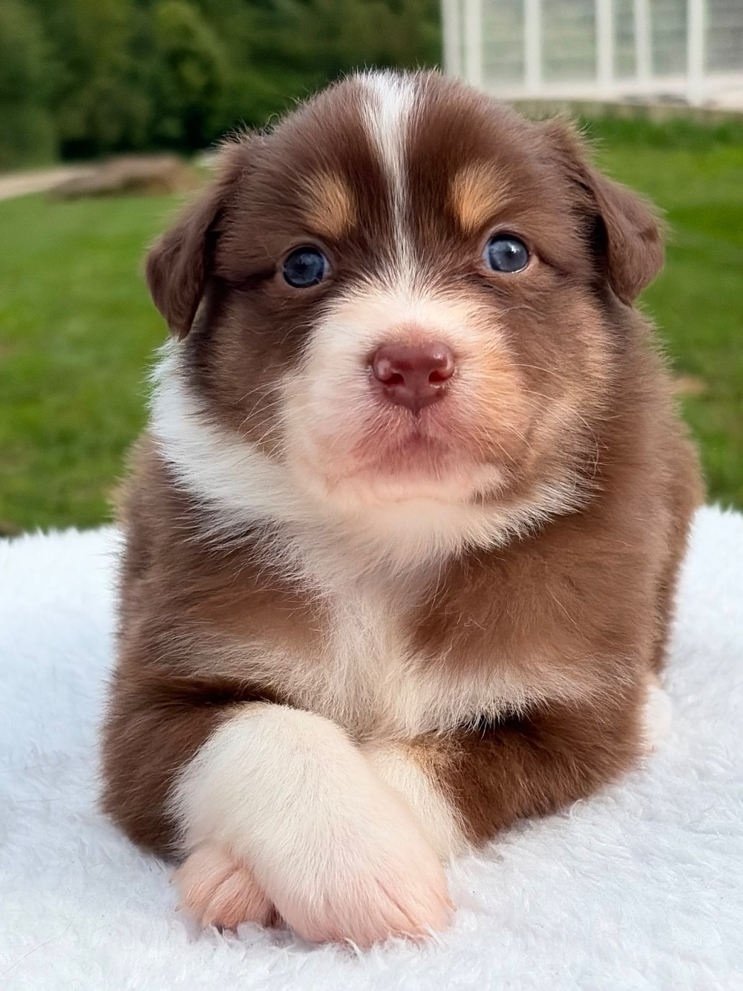 Du Domaine Des Flammes D'Or - Chiots disponibles - Berger Australien