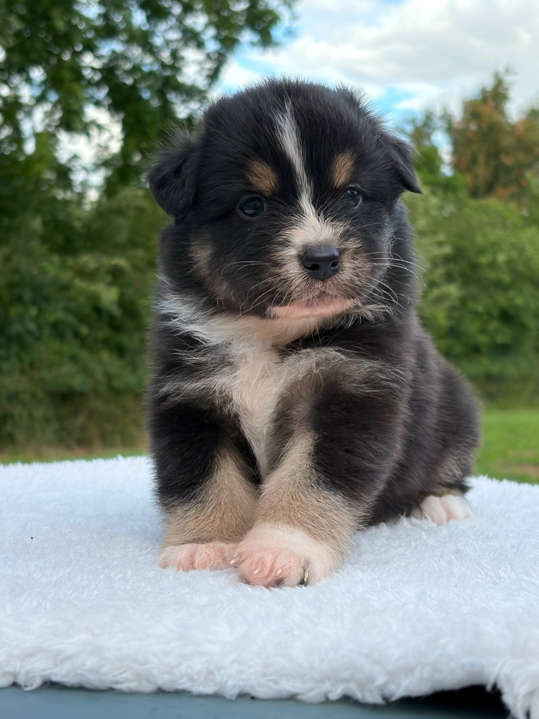 Du Domaine Des Flammes D'Or - Chiots disponibles - Berger Australien