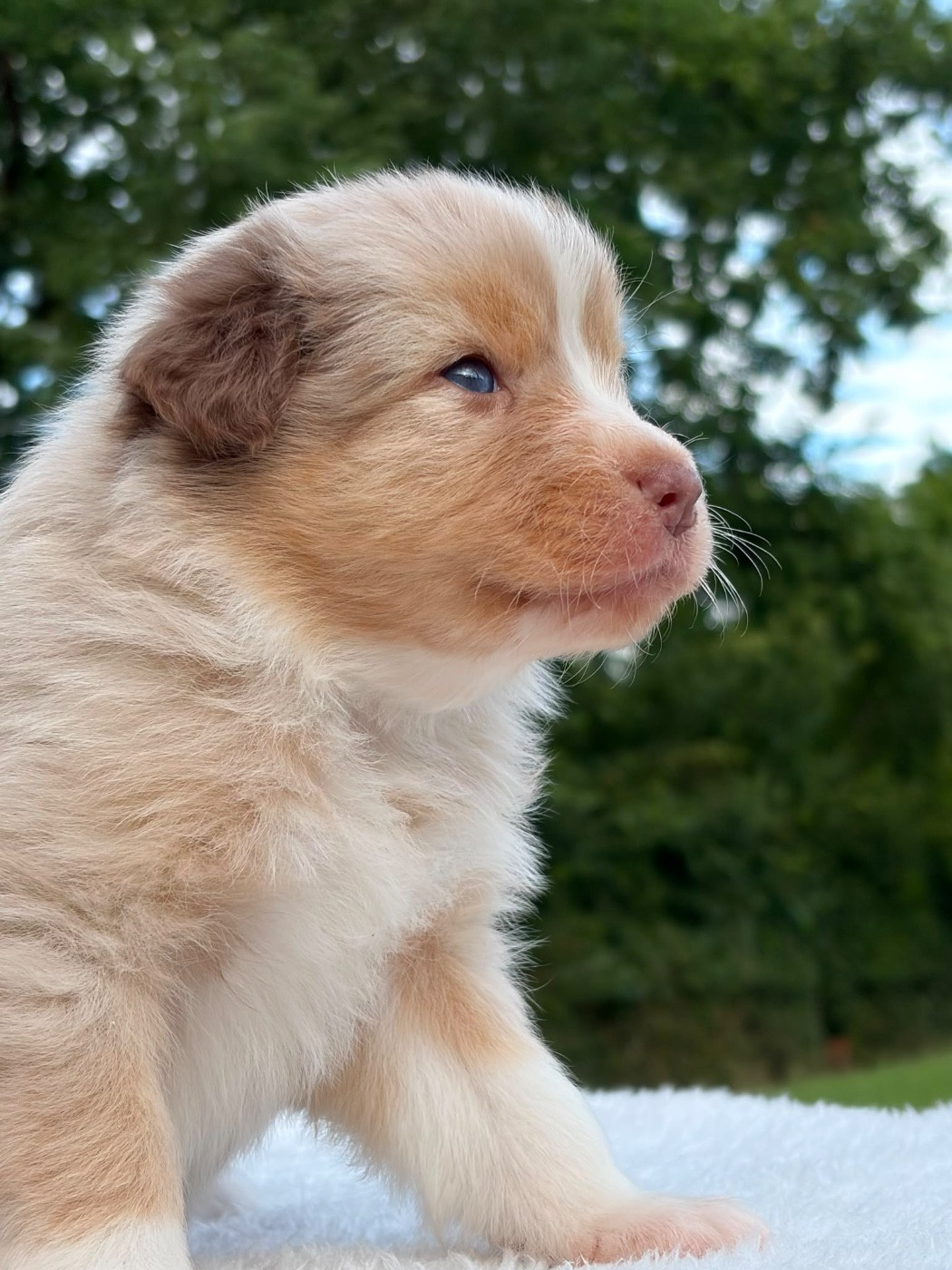 Du Domaine Des Flammes D'Or - Chiots disponibles - Berger Australien
