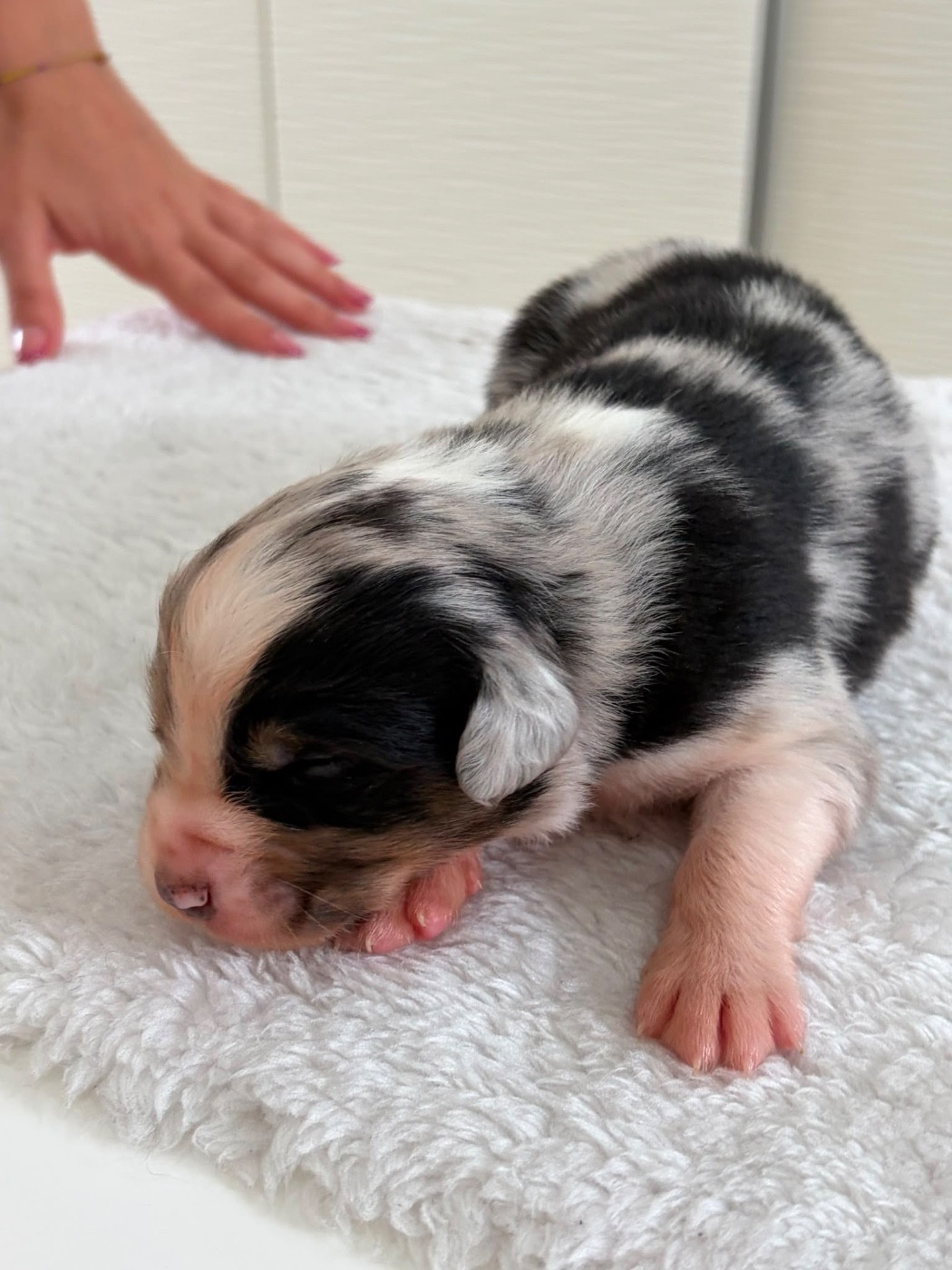 Du Domaine Des Flammes D'Or - Chiots disponibles - Berger Australien