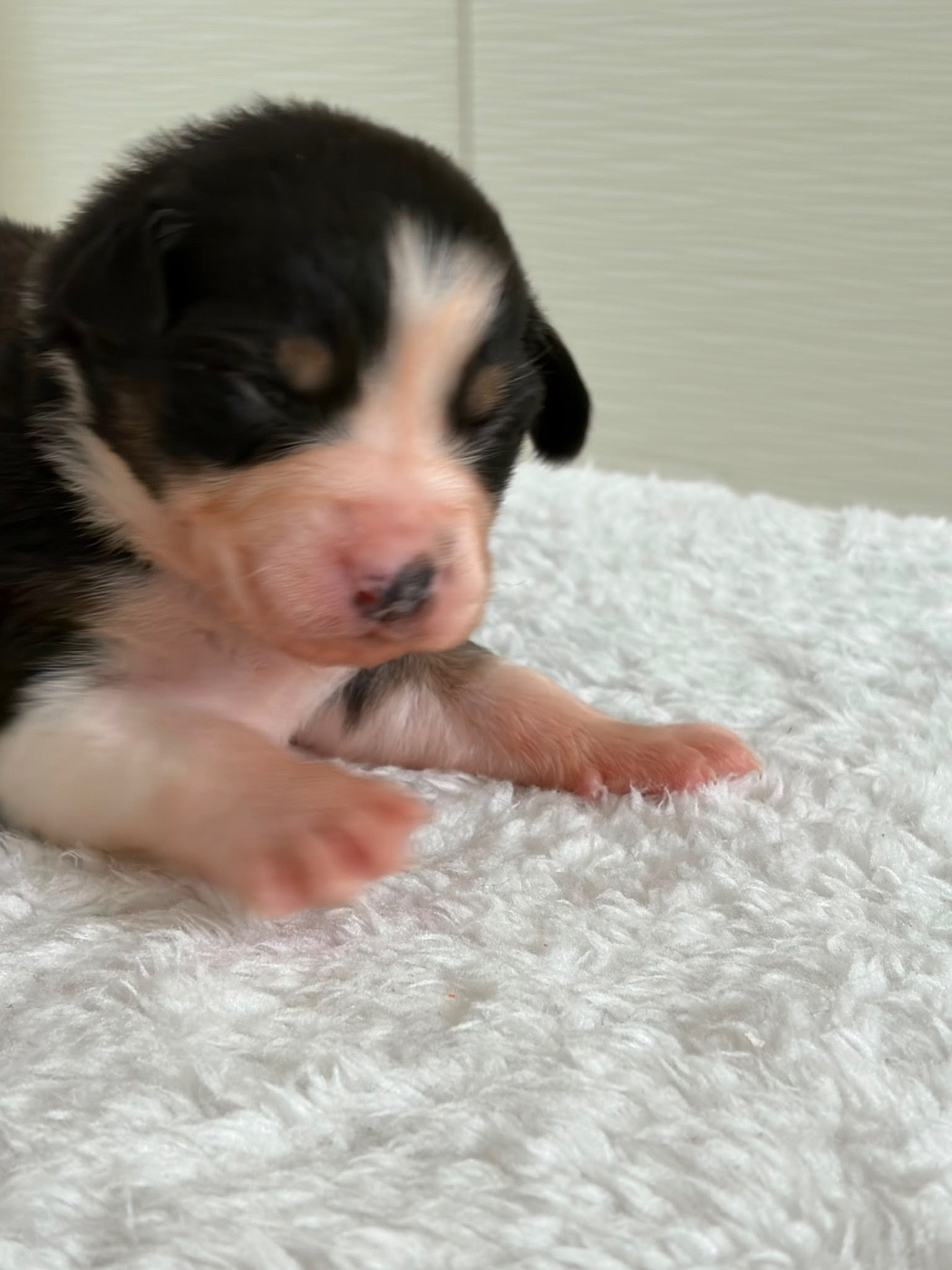 Du Domaine Des Flammes D'Or - Chiots disponibles - Berger Australien