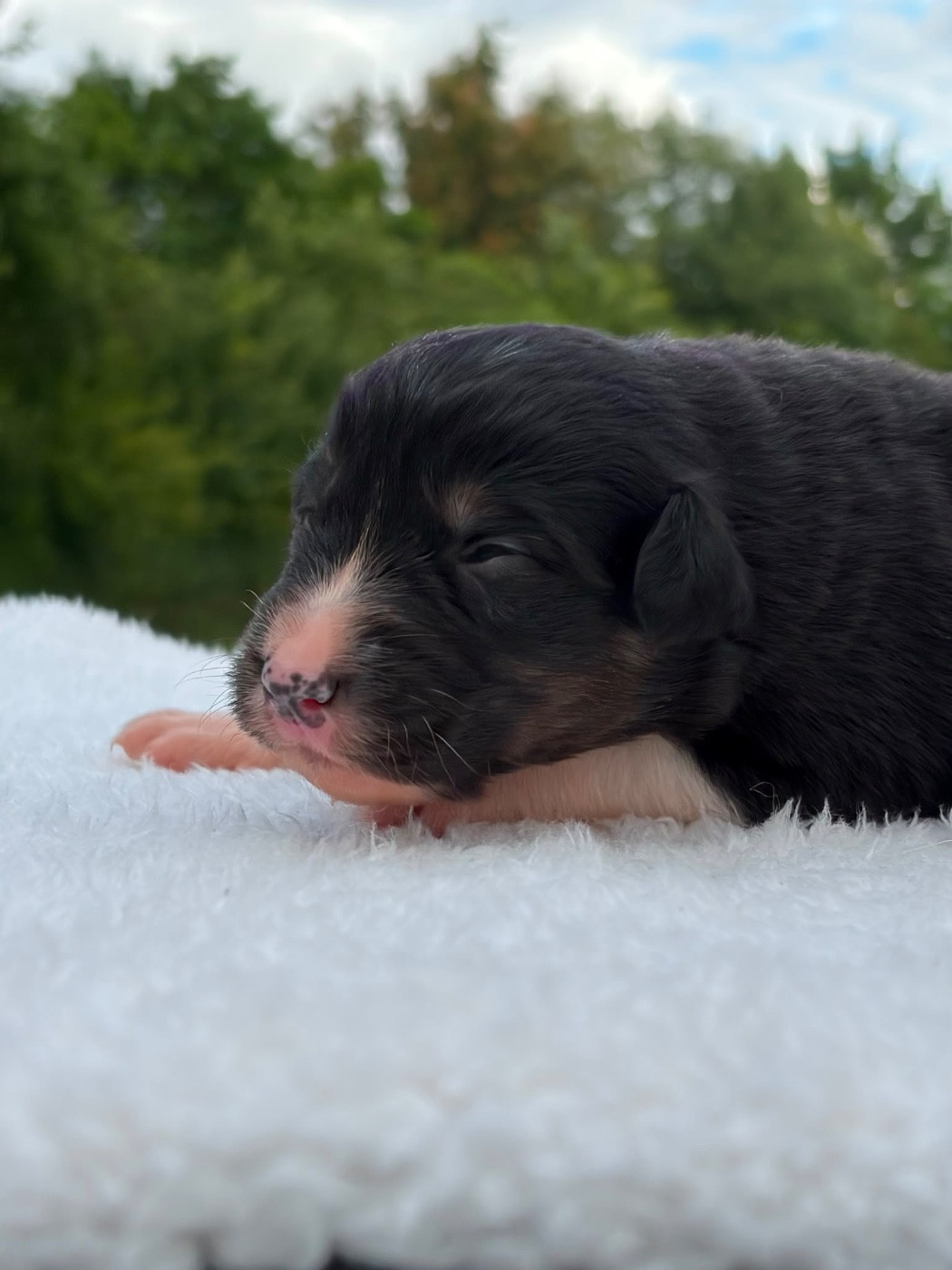 Du Domaine Des Flammes D'Or - Chiots disponibles - Berger Australien